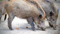 Po Zagrebu se sprehaja vse več divjih pra&scaron;ičev